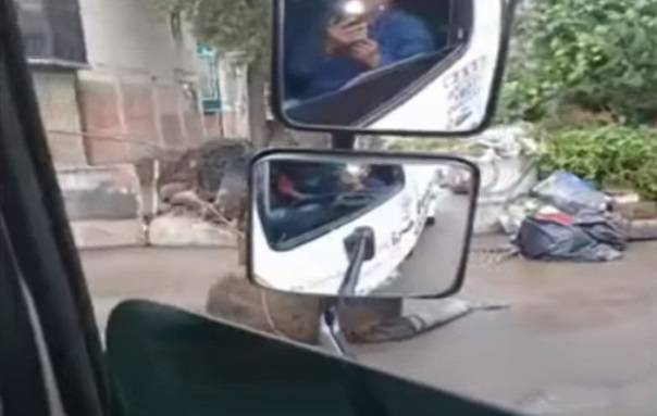 Gigantyczny szczur zatkał kanał odpływowy jedenej z dzielnic. Nagranie trafiło do sieci [WIDEO]