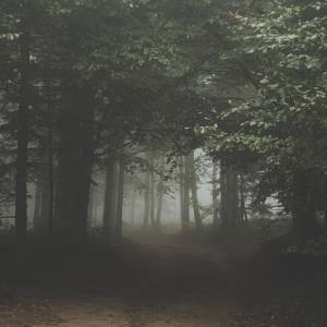 Ryś kontra wilk. Kto wygrał? Starcie drapieżników uchwycił obiektyw! [FOTO]