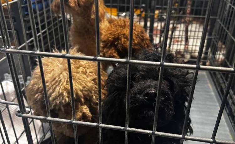 fot. Komenda Miejska Policji w Krakowie