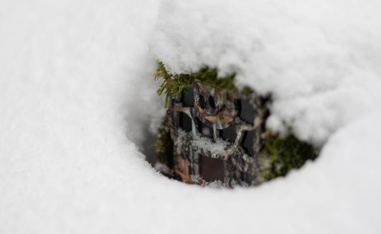 Zaskakujące, co uchwycił aparat. Zdjęcie z lasu jest testem na spostrzegawczość! [FOTO]