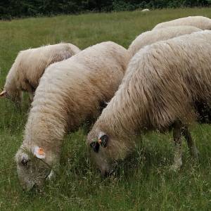 Kontynuacja programu "Owca Plus". Kogo dotyczy? 