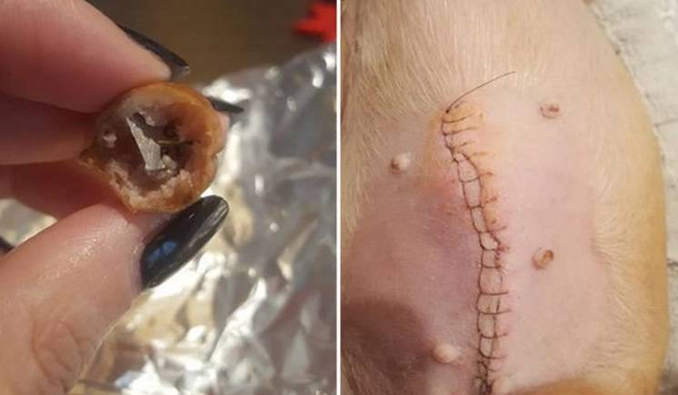 Ktoś podrzucił psom kabanosy naszpikowane żyletkami: "To bestialstwo!"