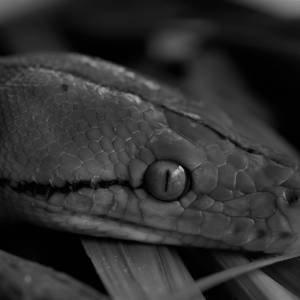 Wąż dusił swojego właściciela. 27-latek nie żyje