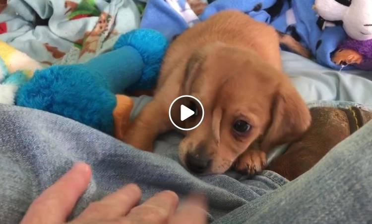Szczeniakowi na głowie rośnie... ogon! Zobaczcie zdjęcia!
