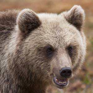 Nagranie z obroży niedźwiedzia trafiło do sieci! [WIDEO]