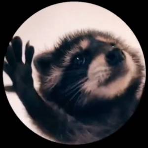 "Pedro" i tańczący szop. O co chodzi z tą piosenką?