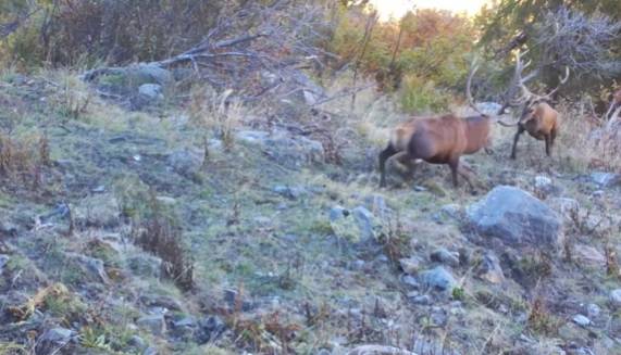 Niesamowite starcie dwóch jeleni. Nie ma wątpliwości, kto tu rządzi! [WIDEO]