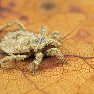 Ten owad wygląda jak „chodzący kurz”. Czy jest szkodnikiem?