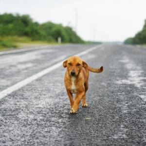 Potrącony pies - co robić, gdzie dzwonić? Sprawdź, jak prawidłowo reagować!