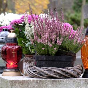 Jakie kwiaty na cmentarz? Nie tylko kolor ma znaczenie