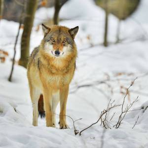 Pobił europejski rekord. Wilk odbył nieprawdopodobną podróż