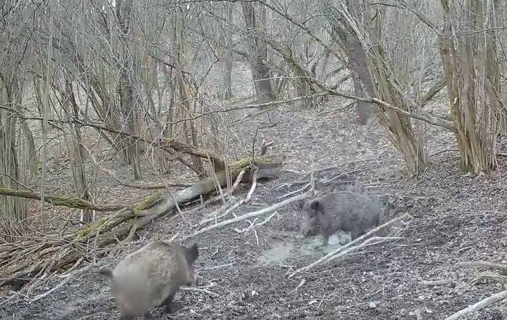 Trzynogi dzik w fotopułapce! Nietypowe nagranie trafiło do sieci [WIDEO]