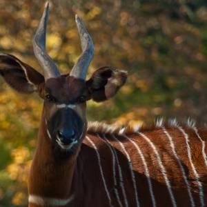 Cudowne narodziny w polskim zoo. Na wolności żyje tylko 140 przedstawicieli tego gatunku