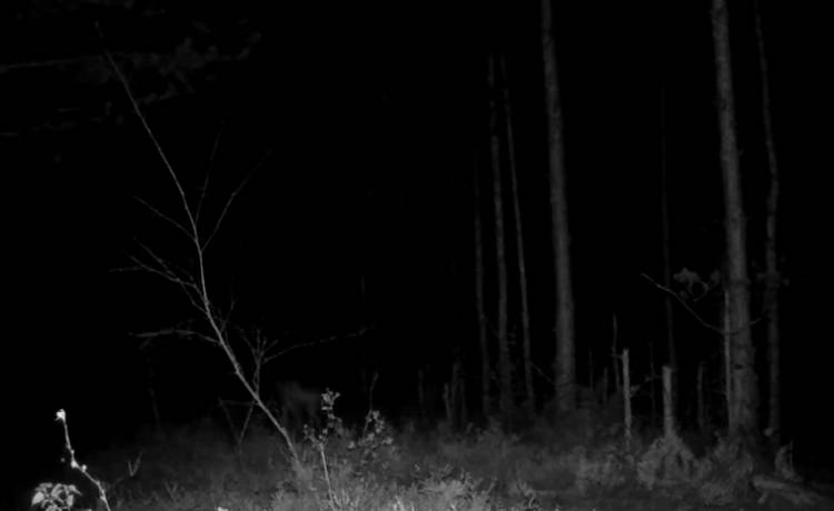 Film z fotopułapki wywołuje ciarki! "Szok, że udało Ci się coś takiego nagrać" [WIDEO]