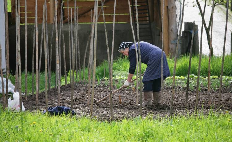 "Łopatowa hakerka" spod Tbilisi odłączyła internet w trzech krajach