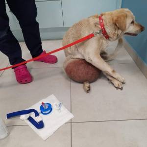 Labrador z guzem wielkości piłki do kosza. Jego właściciele prosili o eutanazję: "Dzień dobry, chcieliśmy uśpić psa"