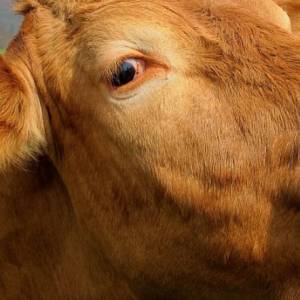 Krowa na gigancie! Zrezygnowała z obory, by żyć wolno w lesie