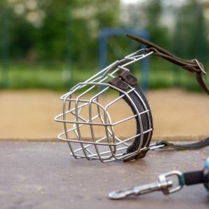 "Wyprowadzam psy". Tak chciała zarobić na kolonię. Telefon dzwoni bez przerwy