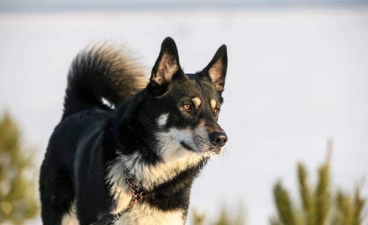 Bohaterska akcja strażaków. Przez kilka godzin ratowali psy uwięzione pod ziemią [FOTO]