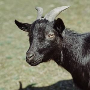 Strażacy w czasie interwencji znaleźli w kominie... kozę. Jak tam trafiła?