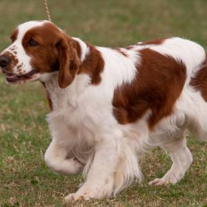 Uwaga! Pies na murawie! Piłkarze wnieśli na rękach nietypowych gości