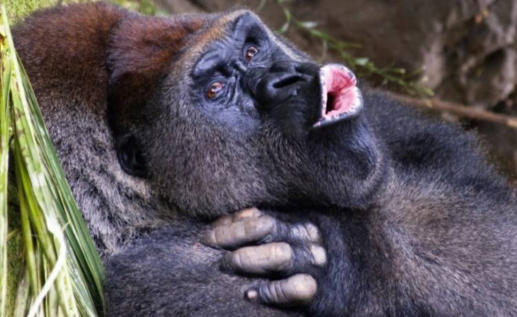 Zrelaksowane goryle pozują do selfie ze swoim opiekunem. Niesamowite zdjęcie!
