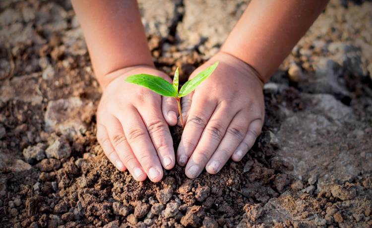 Wszystkich Świętych a ekologia. Zobacz, jak dbać o środowisko 1. listopada