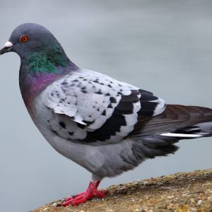 Ptaki na balkonie. Jak się ich pozbyć?