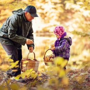 Afrykański pomór świń. Ostrzeżenie dla grzybiarzy od Głównego Lekarza Weterynarii
