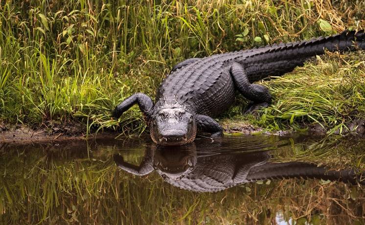 Uciekł z paszczy śmierci. Aligator zaatakował rowerzystę na Florydzie              