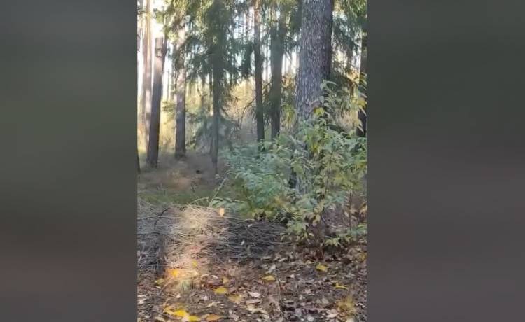 Ryś w obiektywie leśniczego na Dolnym Śląsku. "To pierwsza potwierdzona obecność tego unikatowego drapieżnika w naszych lasach" [WIDEO]