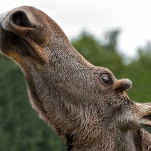 Wzruszające zachowanie policjantów i strażaków. Wspólnie z weterynarzami uratowali tonącego łosia [FOTO]