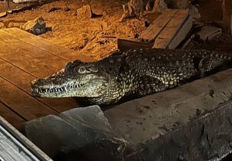 Sosnowieccy policjanci znaleźli krokodyla. Mieszkaniec miasta trzymał go w domu