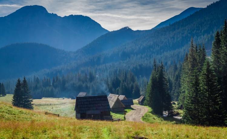 Spotkanie z niedźwiedziami w Dolinie Chochołowskiej! Nagranie turystki opublikowano w sieci [WIDEO] 