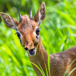 Coś na dobry dzień? Popatrzcie sobie na zdjęcia dikdika! [FOTO]