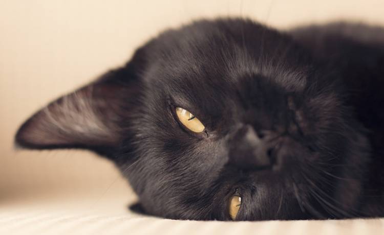 Dlaczego wielu z nas myśli, że czarny kot przynosi pecha? Skąd wziął się ten przesąd? Sprawdź!