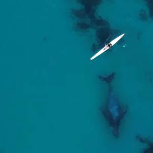 Niezwykłe wideo! Humbak "odprowadzał" kajakarza  [WIDEO]