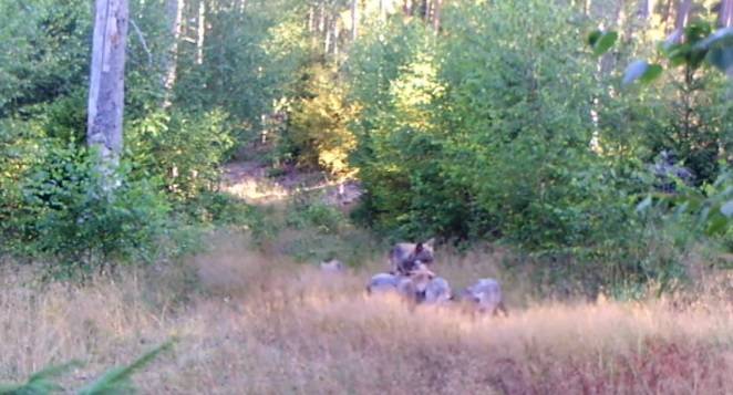 Rozbrykane wilczki w obiektywie fotopułapki! "Rozkoszniaczki" [WIDEO]