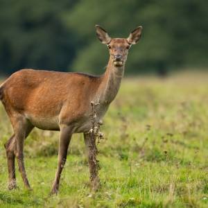 Łania przyszła pokazać psu swoje dzieci! Niezwykła przyjaźń zwierząt skradła serca internautów [WIDEO]