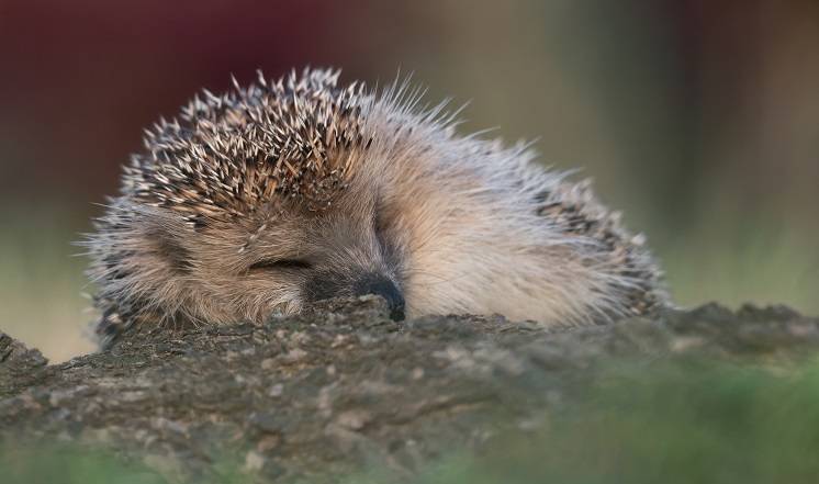 Jeż to twój najlepszy kumpel! Jak pomóc jeżom? Stwórzcie im dom!