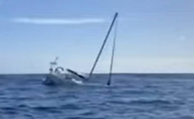 Jacht kontra orki. Zwierzęta zatopiły maszynę i zmusiły załogę do ucieczki [WIDEO]