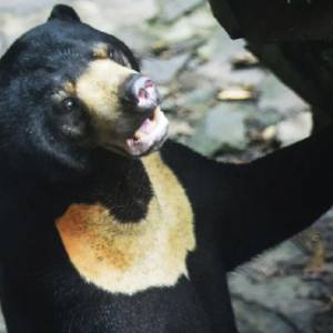 Chińskie zoo oszukało turystów pozującym do zdjęć niedźwiedziem? Internauci w szoku! Ekspertka wyjawiła prawdę [WIDEO]