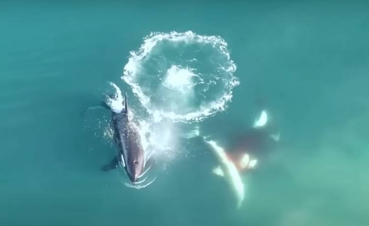 Badacze zaskoczeni. Orki zapolowały na rekina i wygrały. Udostępniono nagranie z powietrza [WIDEO]