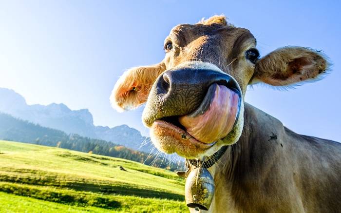 Strażacy ratowali krowę, która utknęła na dachu! Nietypowa interwencja w Sochocinie [ZDJĘCIA]