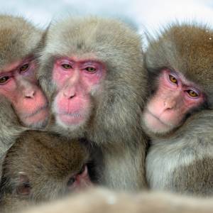 Członek małpiego gangu zastrzelony. Zwierzęta dalej terroryzują japońskie miasto