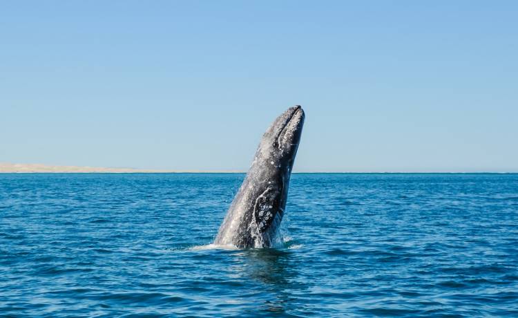 Płynęli łodzią, gdy spod wody wyłoniły się wieloryby. Nie uwierzysz, co zrobiły [WIDEO]
