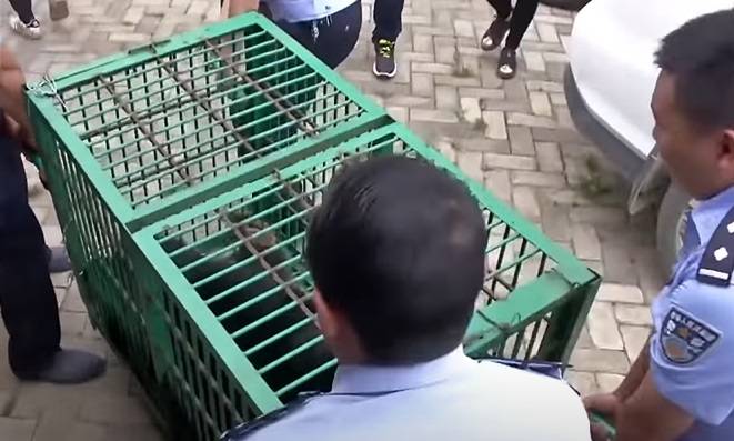 Wychowywała przez dwa lata... niedźwiedzia. Była przekonana, że to pies [WIDEO]