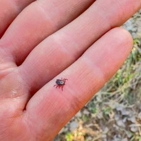 Tak znajdziesz kleszcze w ogrodzie. Prosty sposób na wykrycie ich siedliska