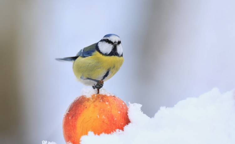 Odpowiedni pokarm dla ptaków. Sprawdź, jak w zimie możesz je dokarmiać, by im nie zaszkodzić