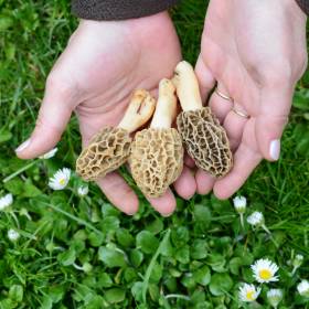 Te grzyby to prawdziwy wiosenny rarytas! Oto, gdzie i kiedy szukać smardzów